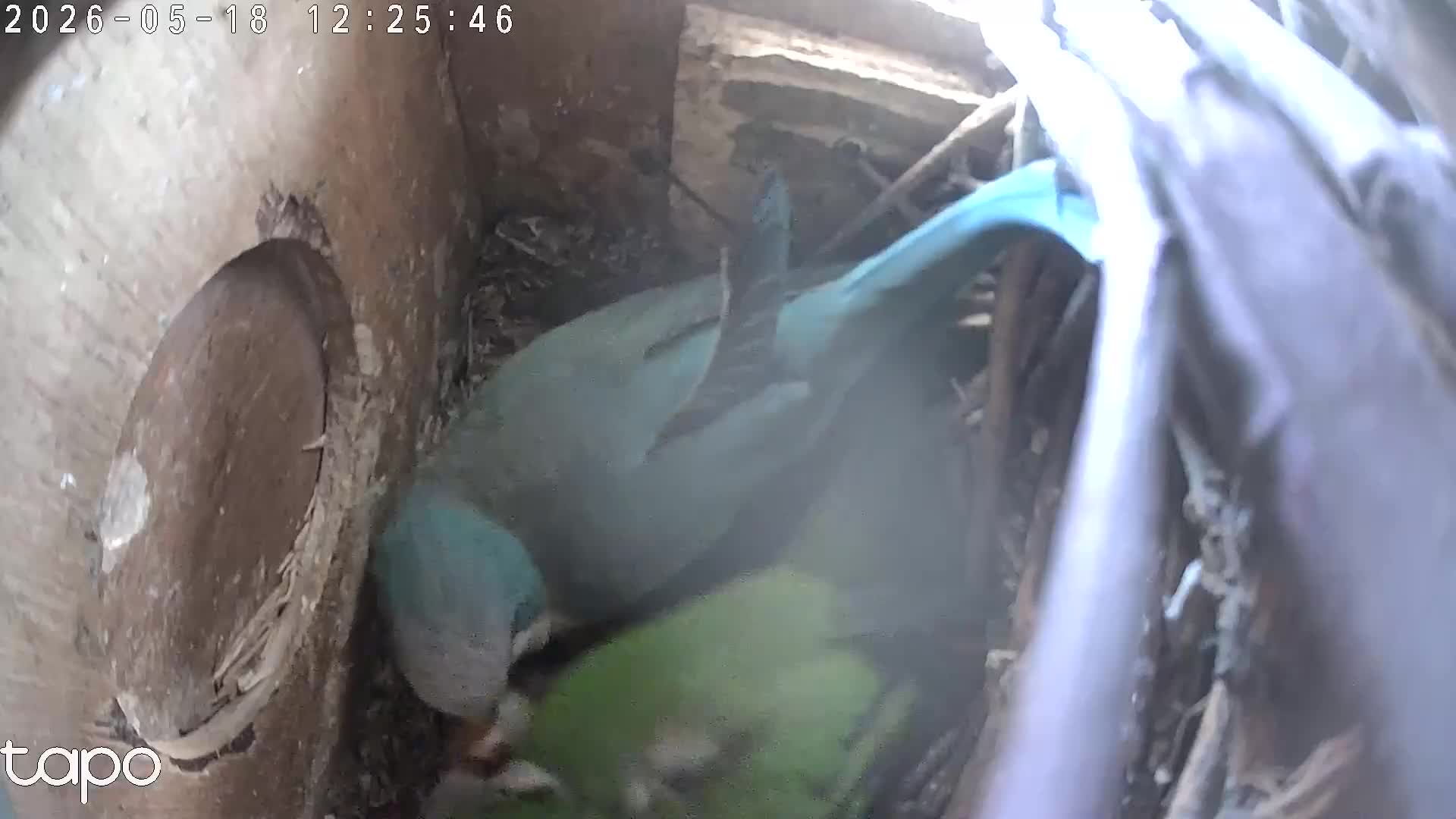 Parakeets birds for sale: Beautiful Hand Reared Quaker Parakeet babies 9 wks - Video 3