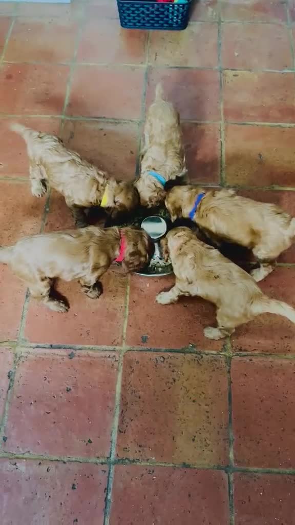 Cockapoo dogs for sale: ❤️ Stunning Health-Tested Red Cockapoo Puppies ❤️ in Edenbridge - Video 1