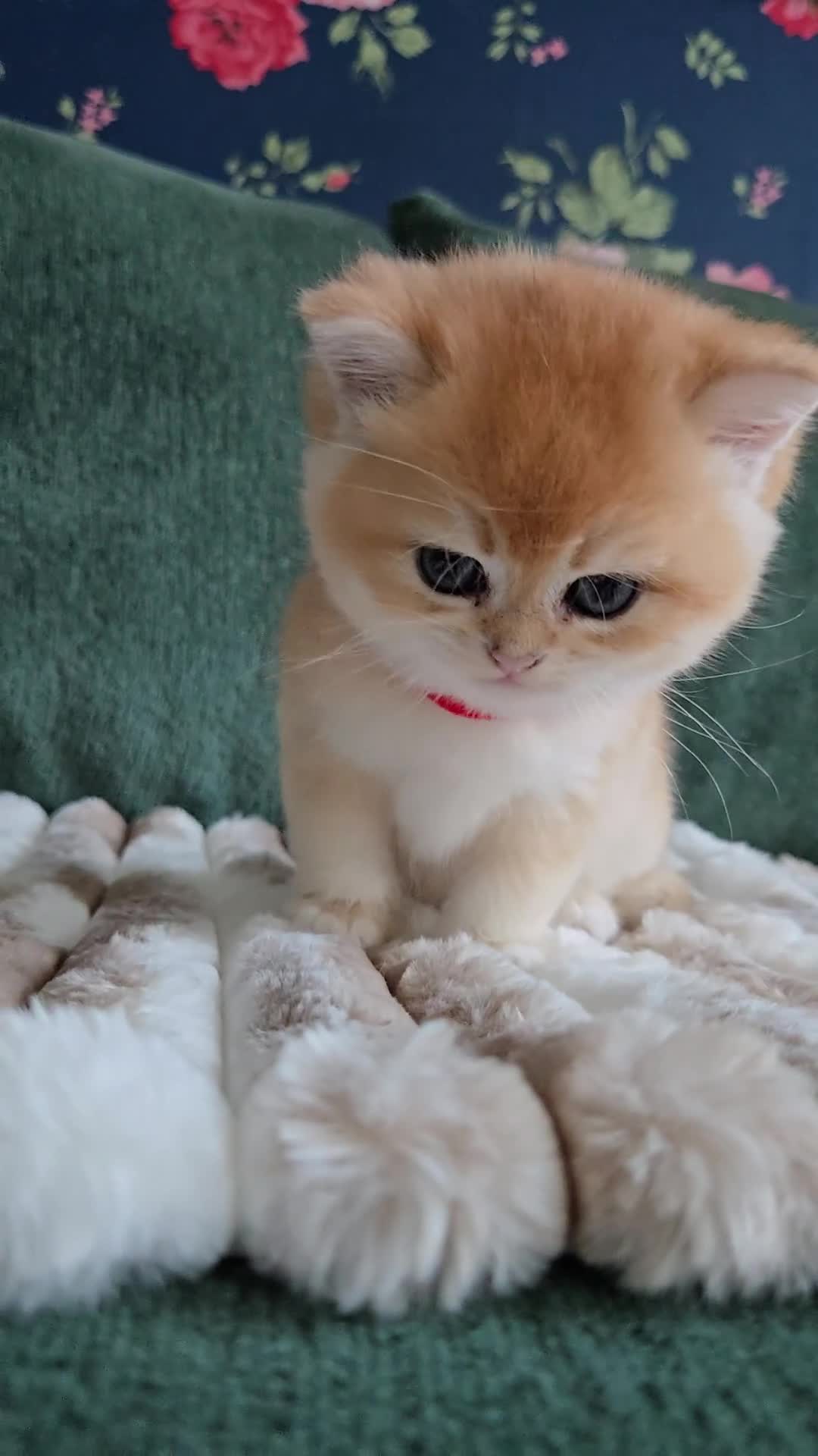 British Shorthair cats for sale: Gorgeous golden boys - Video 1