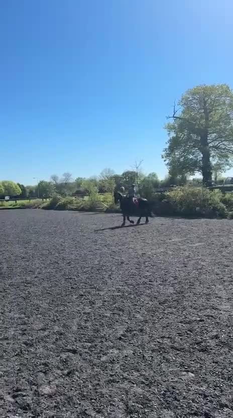 Friesian horses for sale: Lovely Katie looking for her forever home - Video 2
