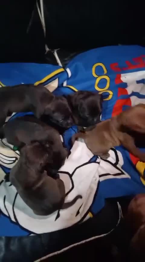 Staffordshire Bull Terrier dogs for sale: GORGEOUS STAFFY PUPPES 8WeeK. - Video 1