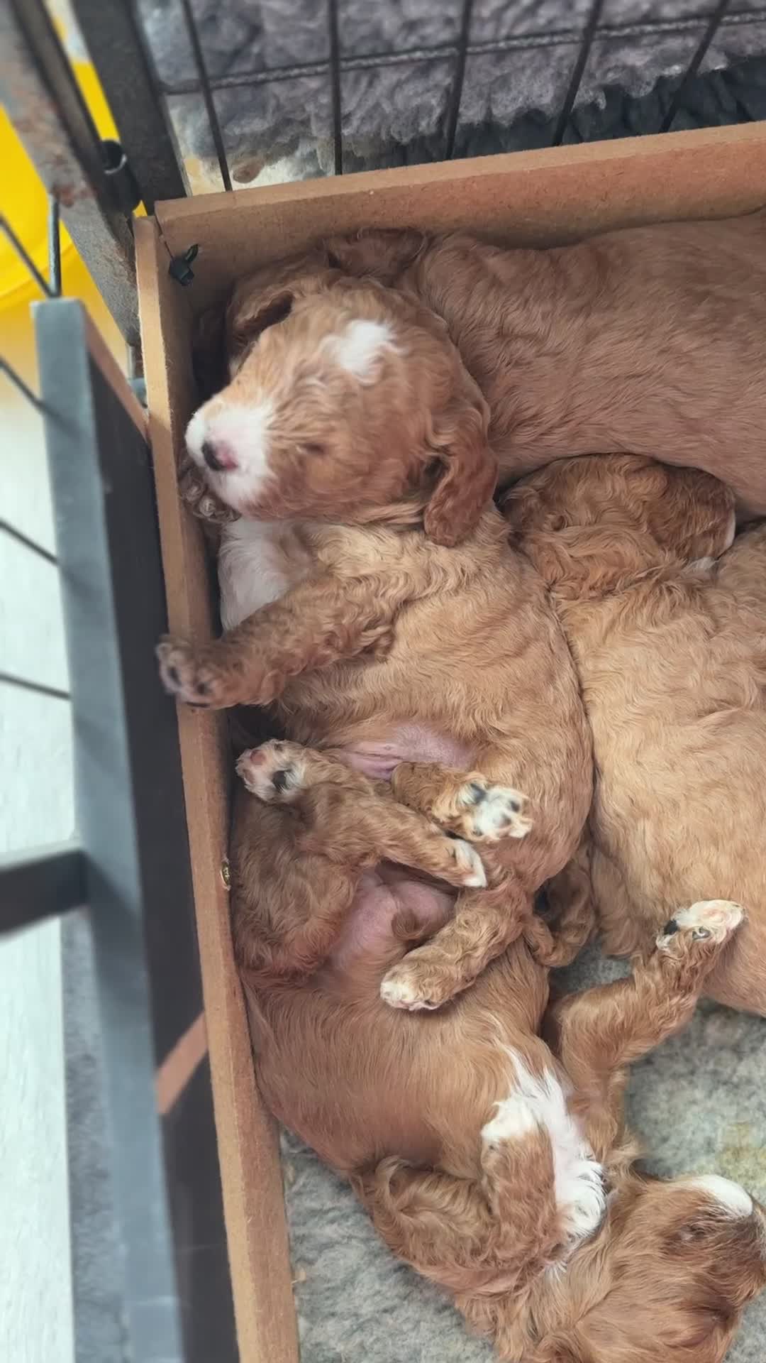 Cavapoo dogs for sale: Gorgeous F1bb Teddy Cavapoos - Video 1