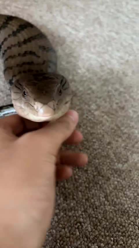 Skink reptiles for sale: Captive Bred Blue Tongue Skink + Setup - Video 1