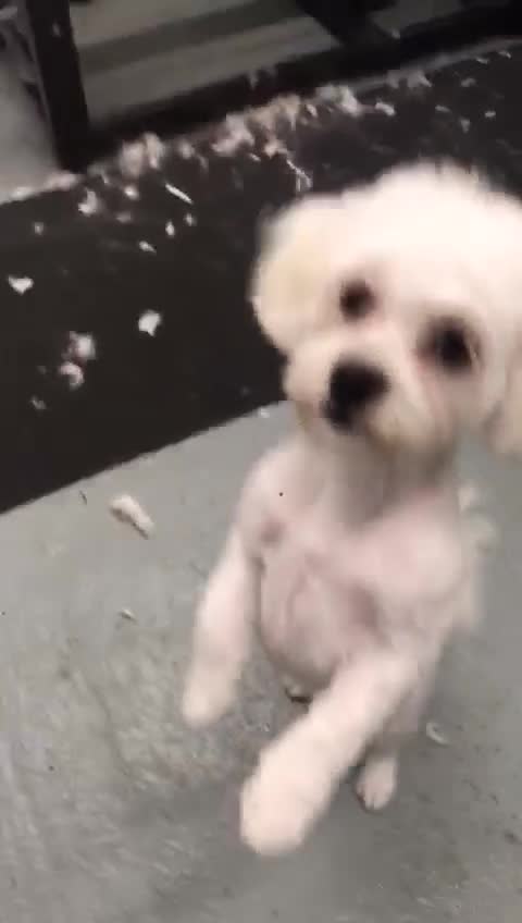 Bichon Frise dogs for sale: Bichon Frise female for sale in Crawley - Video 1