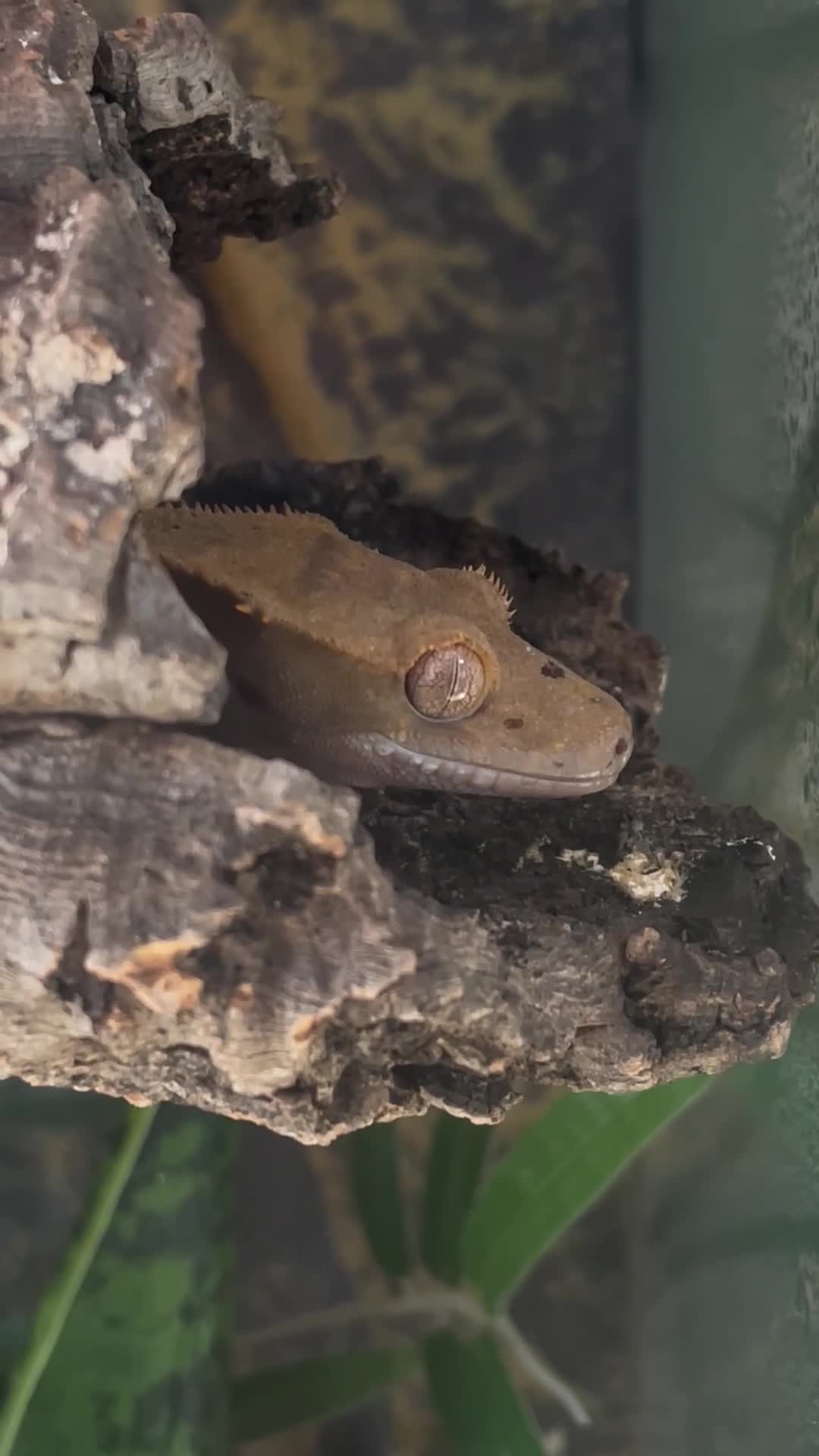 Gecko reptiles for sale: Pascal the Crested Gecko in Trowbridge - Video 1