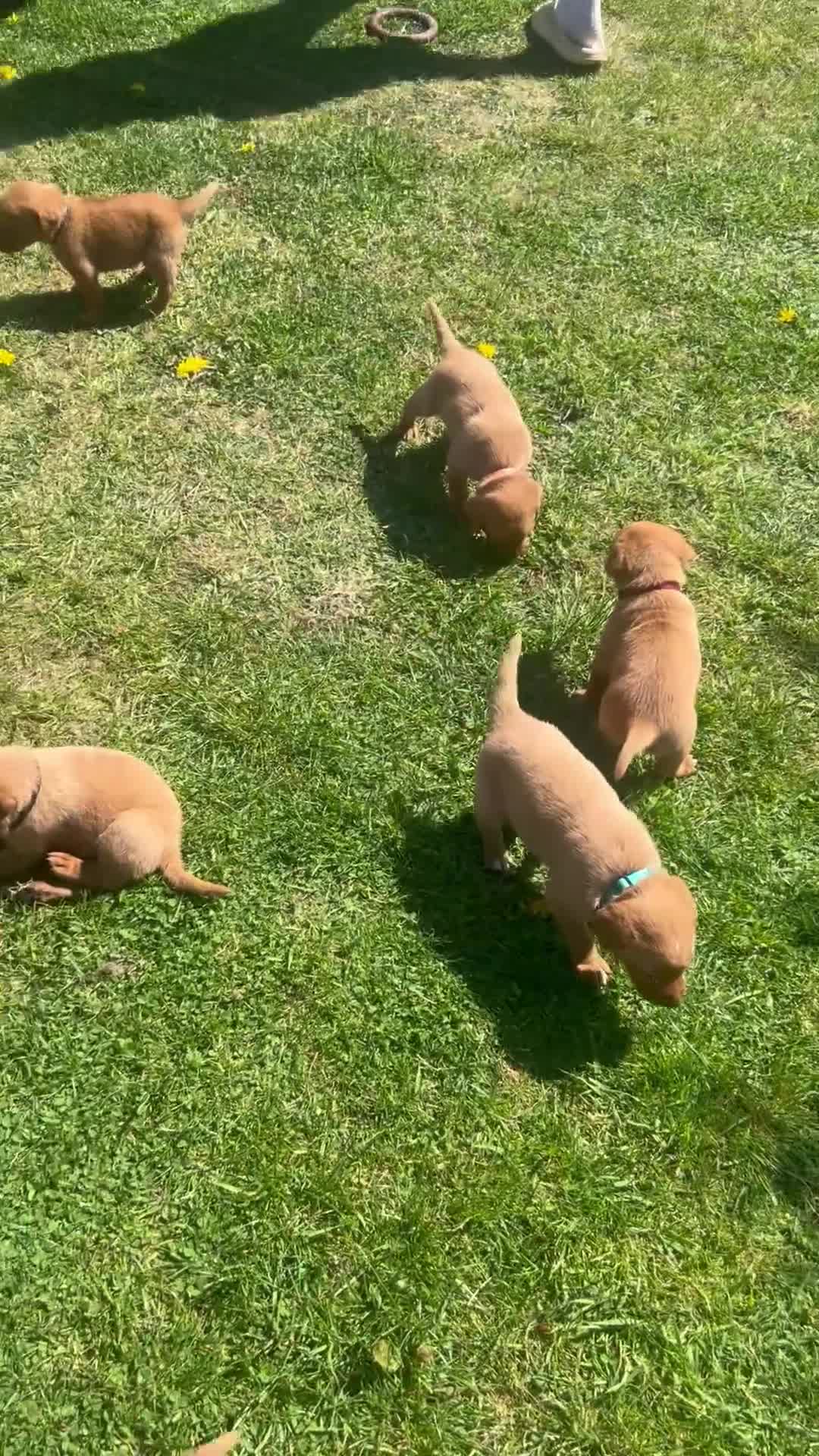 Labrador Retriever dogs for sale: Health tested kc  fox red labs  in Solihull - Video 1