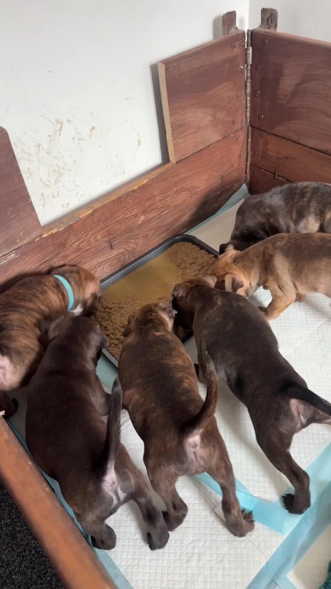 Staffordshire Bull Terrier dogs for sale: Staffordshire Bull Terrier Puppies - Video 3