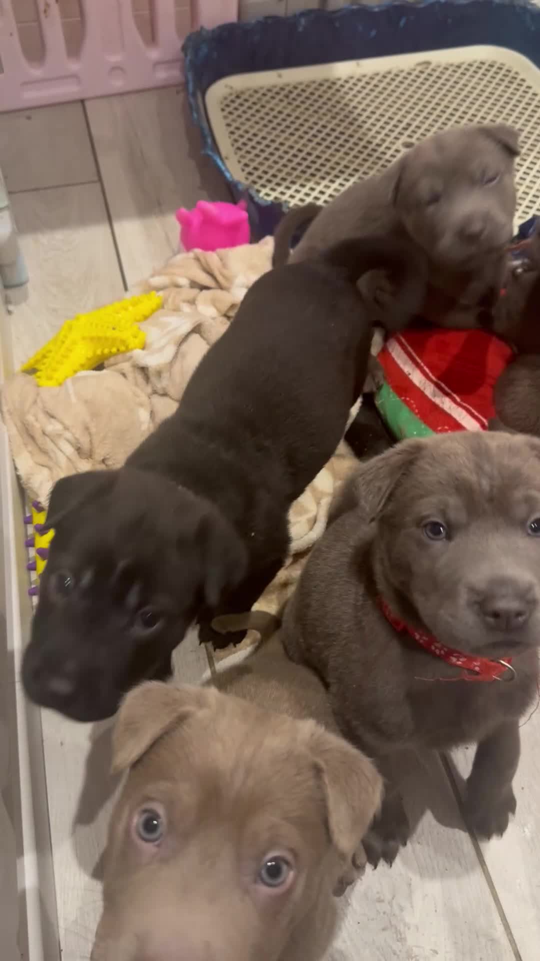 Mixed Breed dogs for sale: Ready 12 Jan Sharpei x Rhodesian ridgeback Hybrid - Video 1