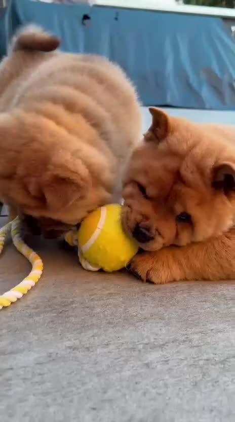 Chow Chow dogs for sale: 2 beautiful chow chows available. - Video 2