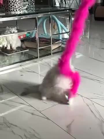 Persian cats for sale: Silver Persian chinchilla kitten - Video 5
