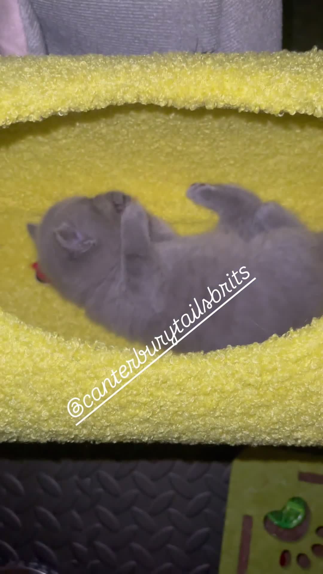 British Shorthair cats for sale: 1 Remaining Superior BSH Kittens GCCF Reg  - Video 1