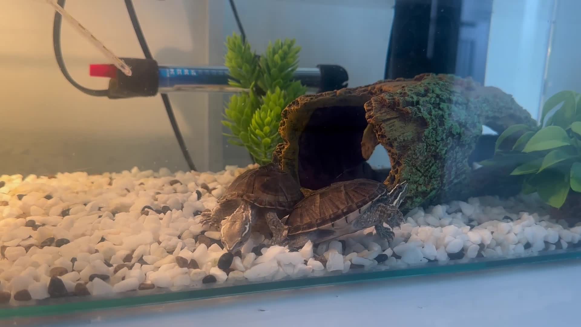 Turtle reptiles for sale: 2 musk turtles in Dudley - Video 2