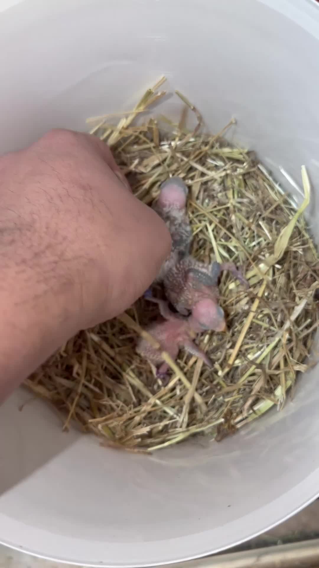 Lovebirds birds for sale: Baby lovebirds - Video 1