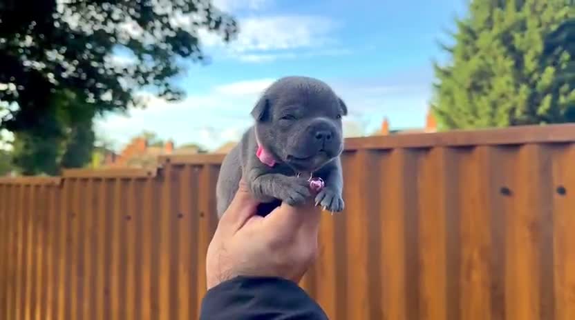 Staffordshire Bull Terrier dogs for sale: SOLID BLUE TEDDY BEARS 🧸  - Video 2