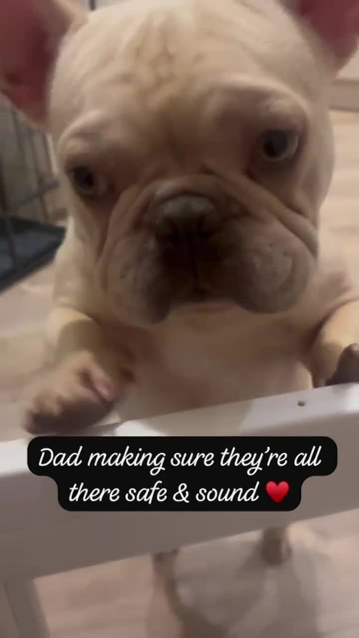 French Bulldog dogs for sale: Stunning Litter of French Bulldogs  - Video 2