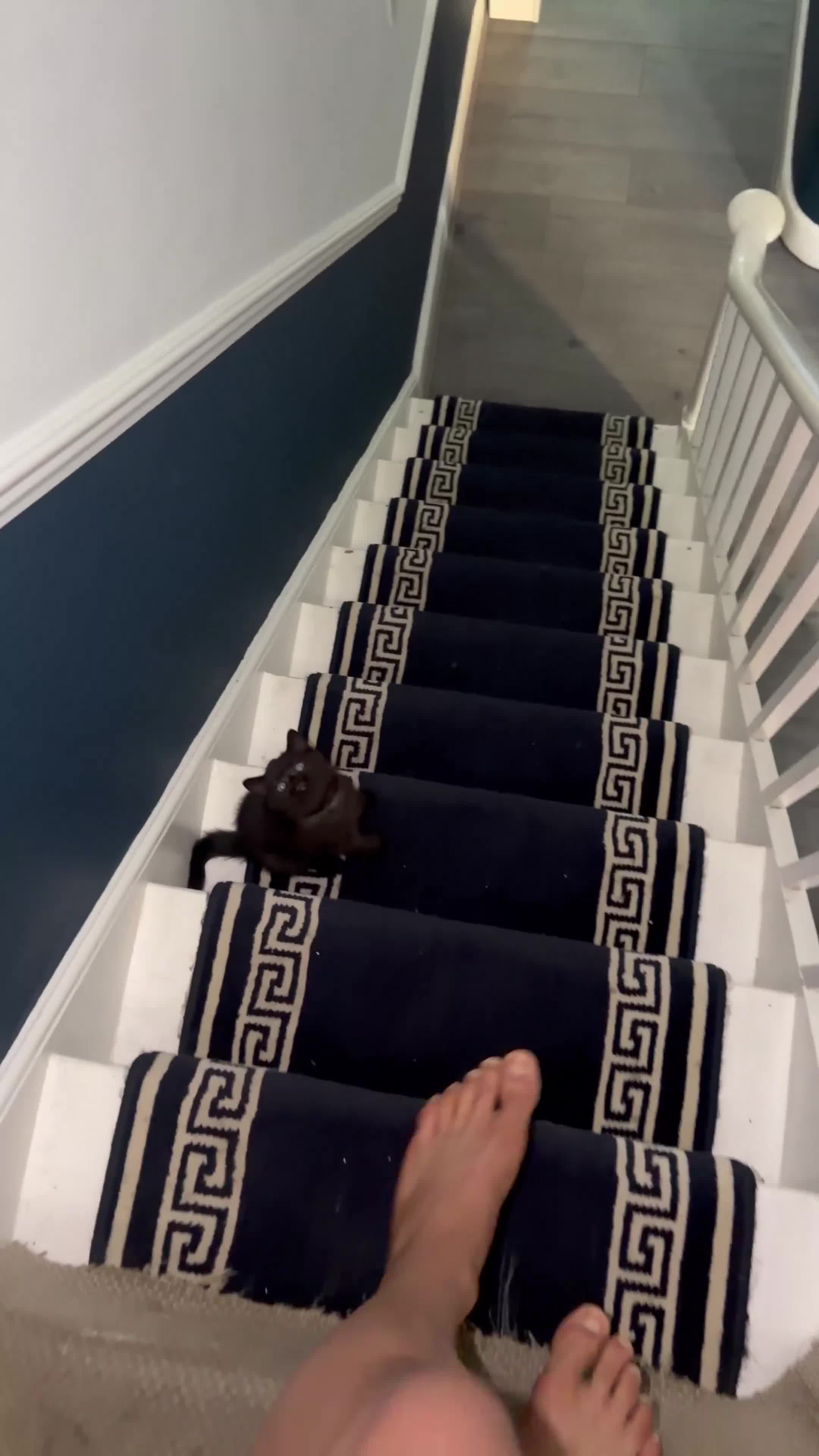 British Shorthair cats for sale: Pedigree registered cuddly handbags. All 3 love 👏 - Video 3