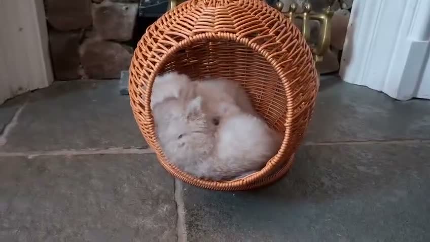 British Shorthair cats for sale: Teddy face kitten with extra long hair  - Video 1