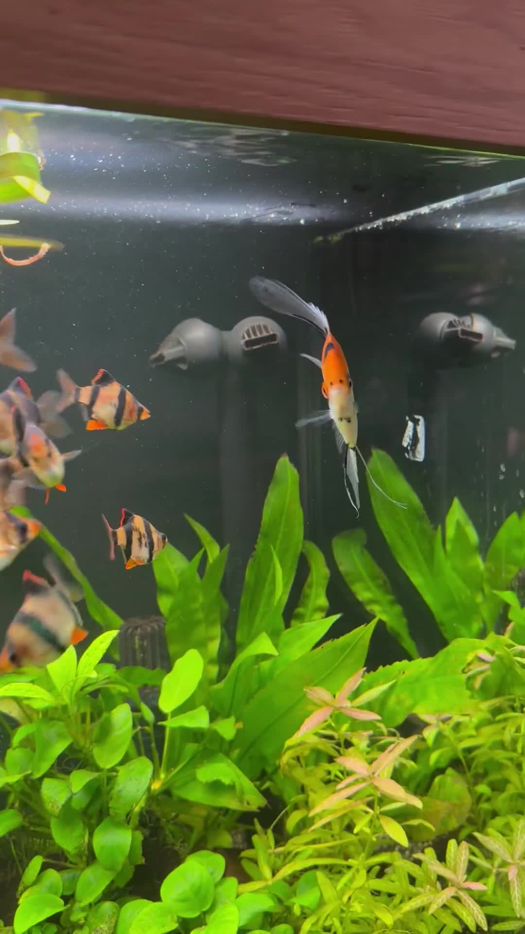 Angelfish fish for sale: Multicoloured - Video 1