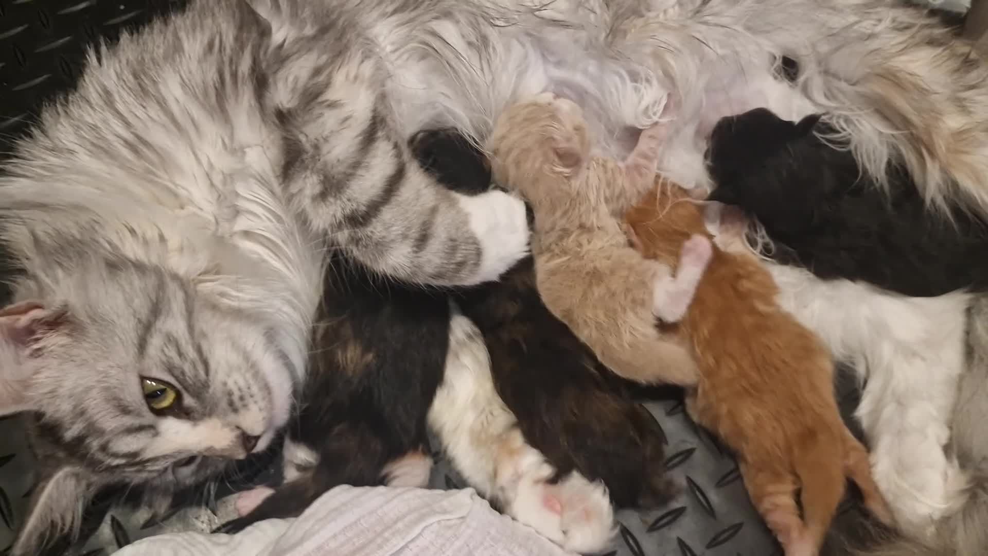 Maine Coon cats for stud: XL Handsome Tica Champion Stud available  - Video 3