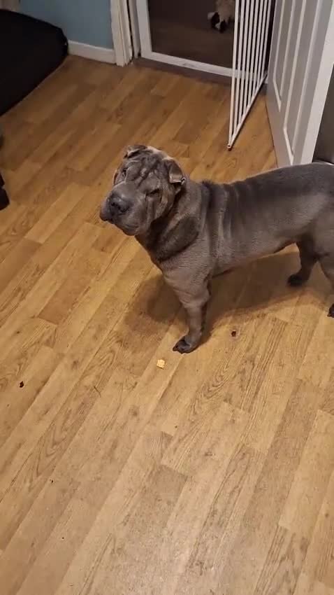 Shar Pei dogs for sale: 5 year old female shar pei - Video 2