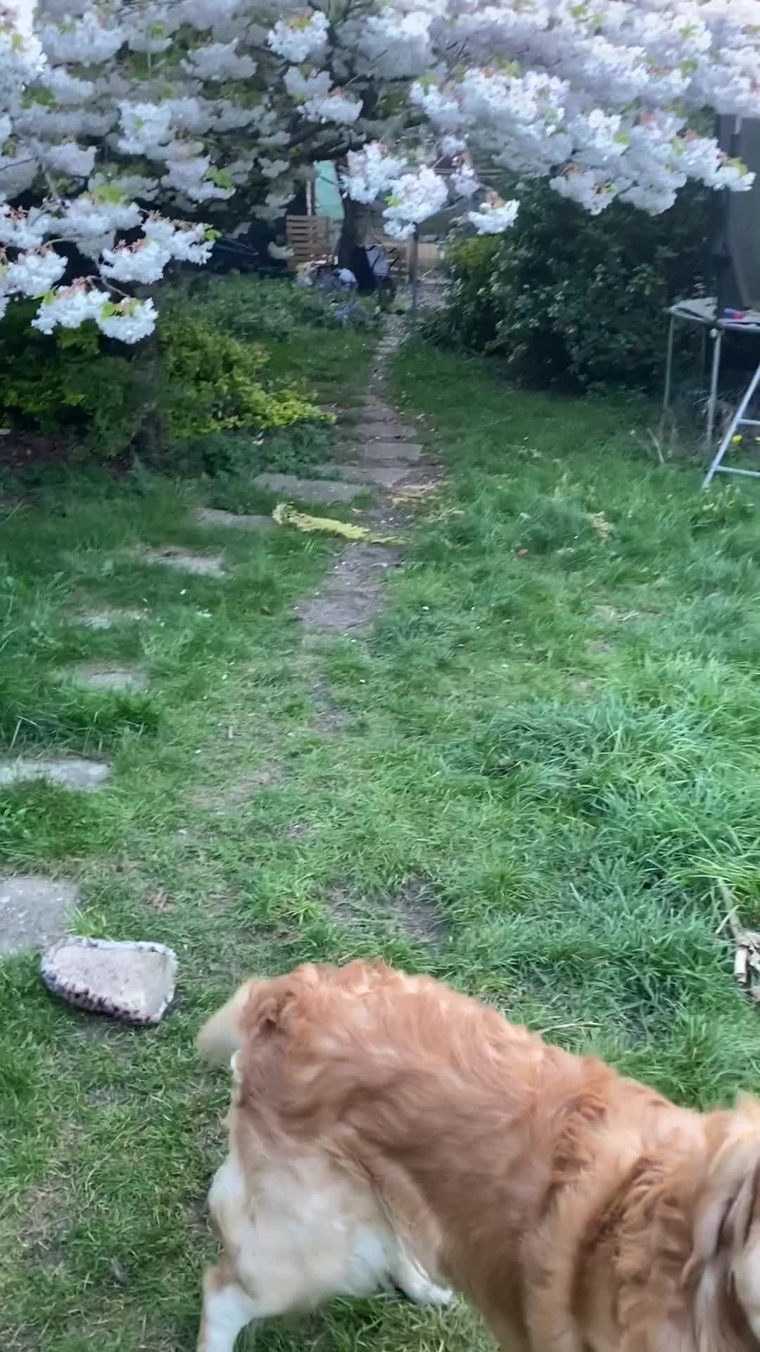 Golden Retriever dogs for stud: Beautiful Golden Retriever stud - Video 3