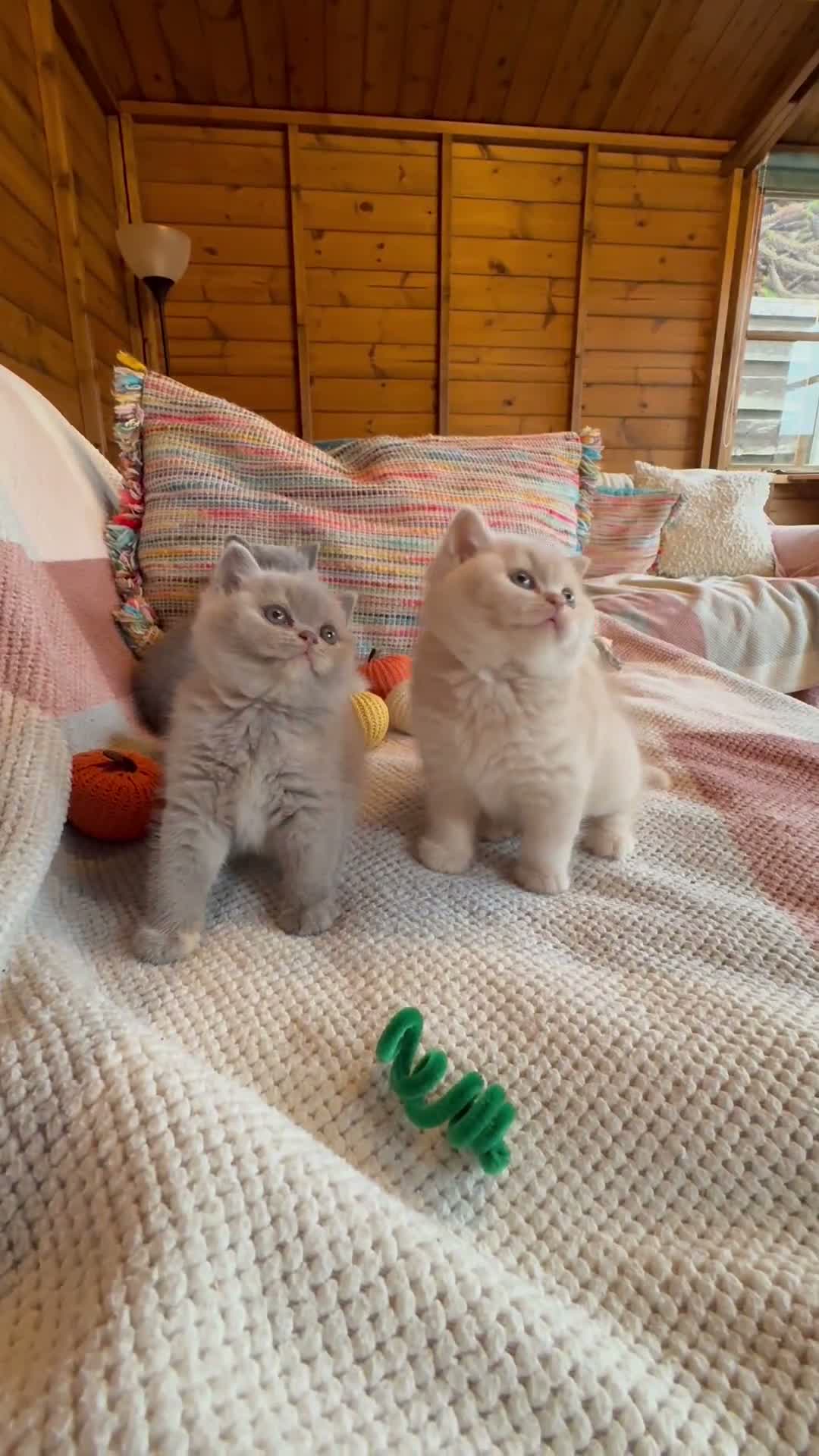 British Shorthair cats for sale: British Shorthair Girls - Video 1