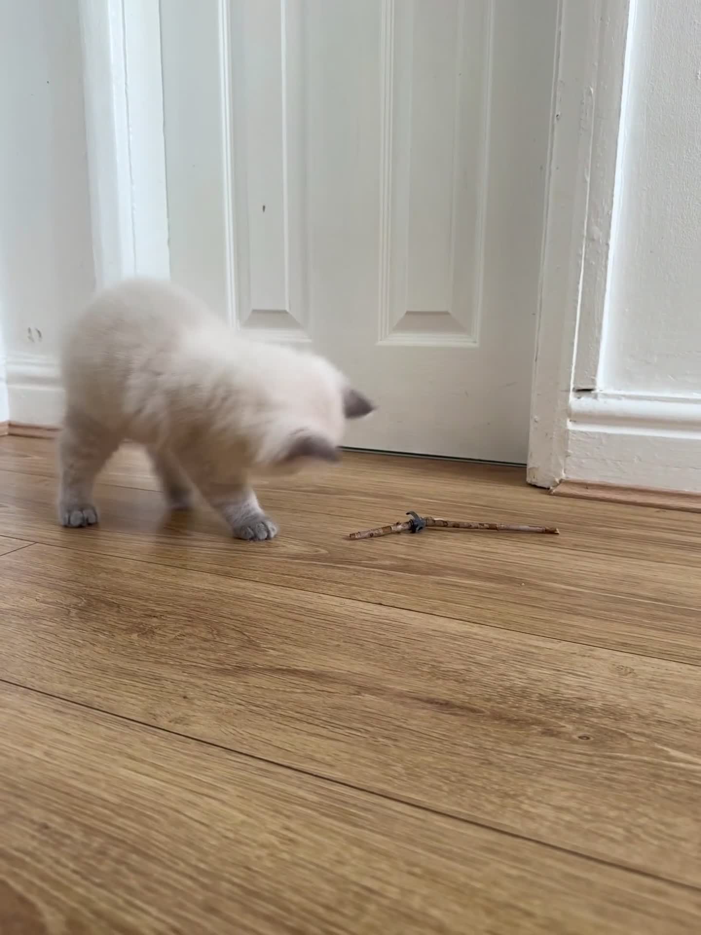 Ragdoll cats for sale: Champion blood dilute blue tabby ragdoll kitten - Video 4