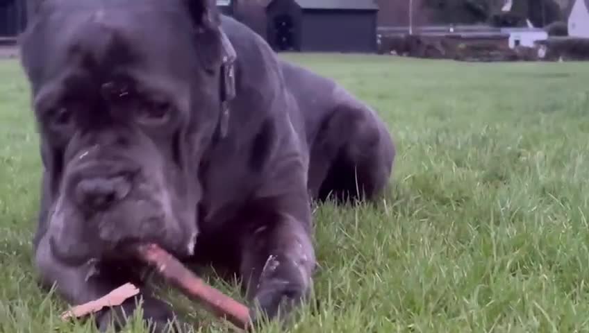 Cane Corso dogs for stud: Genuine Cane Corso Top Quality - Video 1