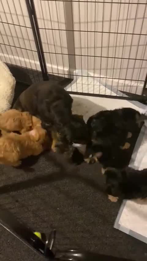 Cockapoo dogs for sale: ADORABLE COCKAPOO PUPPIES  - Video 1