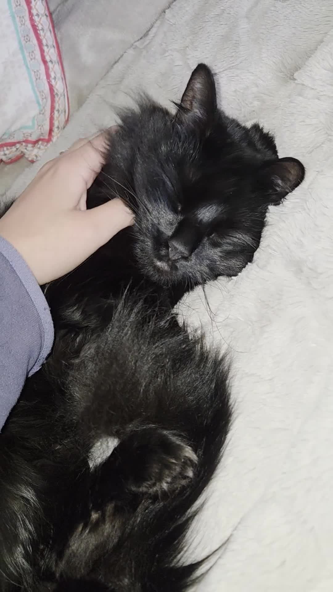 Siberian cats for stud: Beautiful Siberian Female Looking for a Stud  🖤🐾 in Sanquhar - Video 1