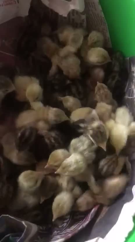 Quail poultry for sale: QUAIL HATCHING EGGS/CHINESE PAINTED BUTTONS - Video 1