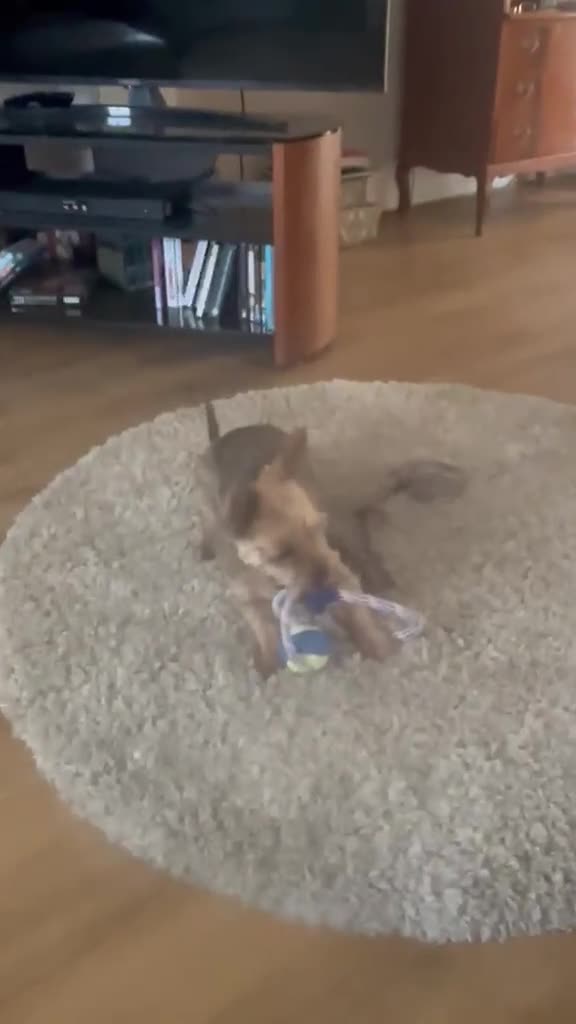 Mixed Breed dogs for adoption: Scooby little boy with big personality  in Hatfield - Video 2