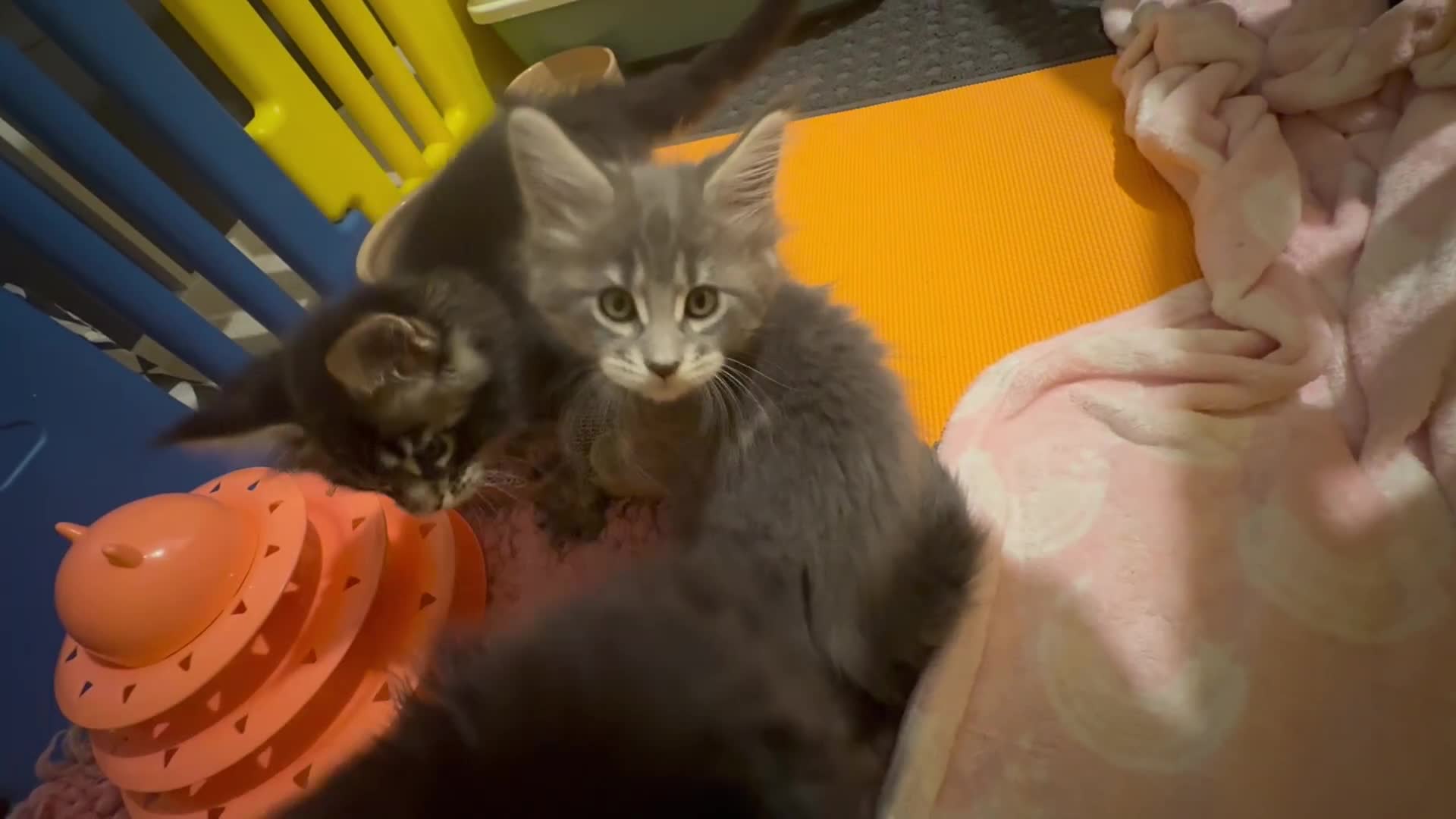 Maine Coon cats for sale: 4 big pure gorgeous Mainecoon boys  - Video 5