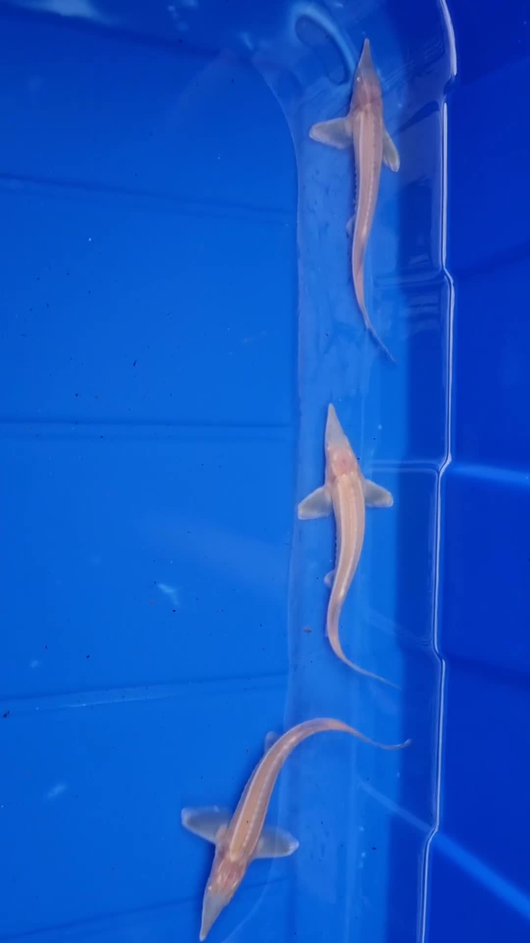 Pond Fish fish for sale: Albino & White Edge Sterlets and Diamond Sturgeon - Video 2