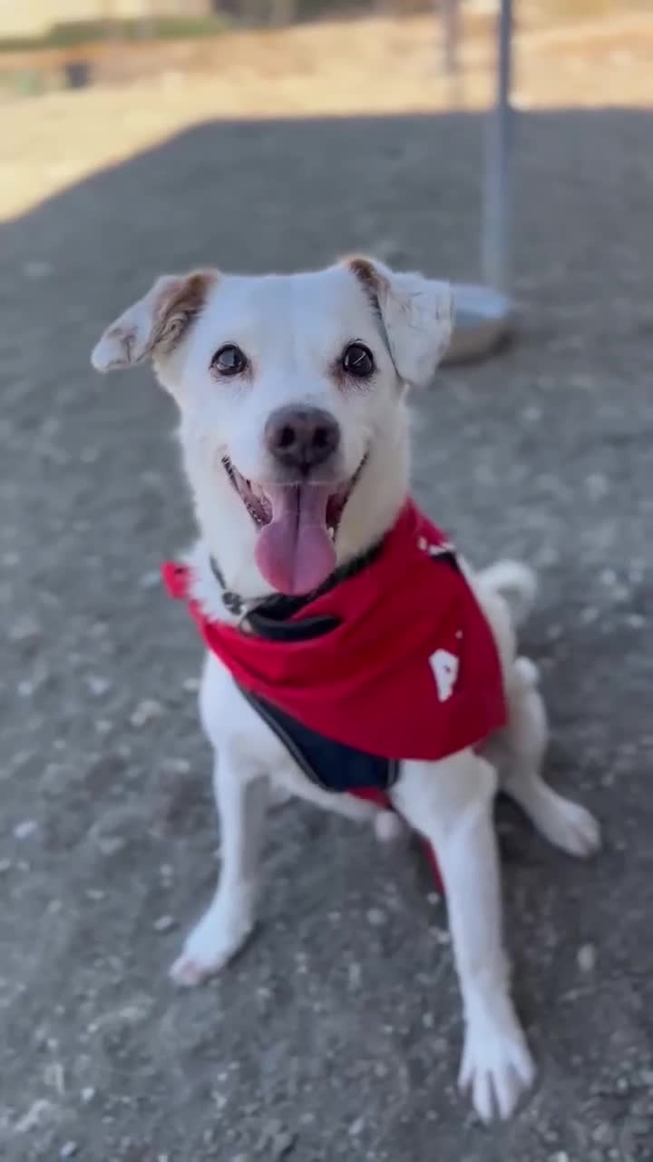 Mixed Breed dogs for adoption: Sweet senior Bobby looking for his golden basket - Video 1