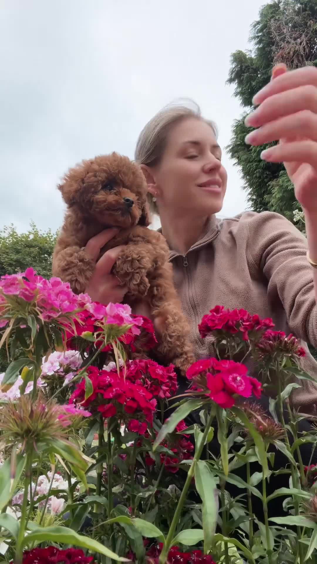 Toy Poodle dogs for sale: 🧝🏼‍♀️🦋✨ Stunning Red Asian Poodle girl, UK  - Video 2
