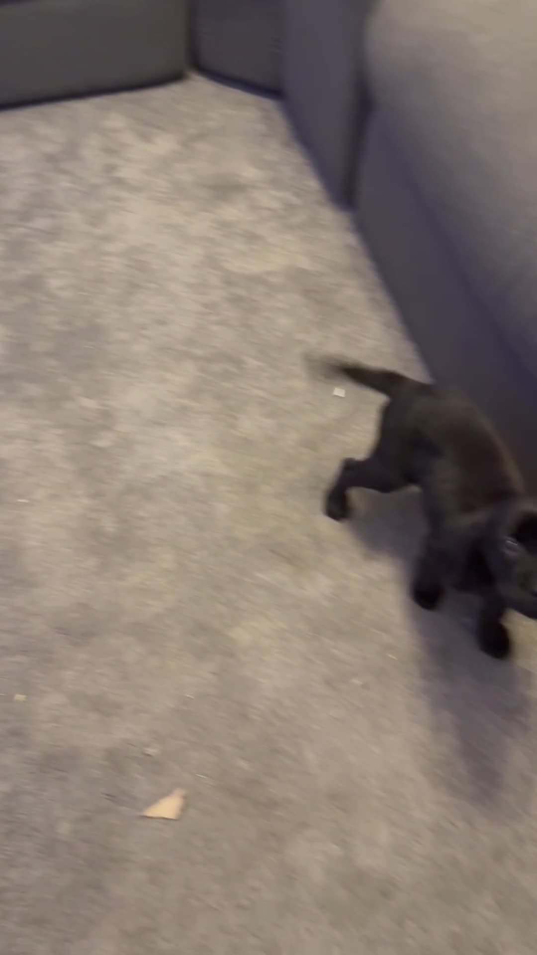 Labrador Retriever dogs for sale: UPDATED-Black Lab Boy Puppy - Video 3