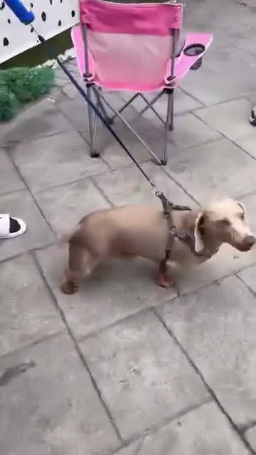 Miniature Dachshund dogs for stud: Isabella & Tan Miniature Daschund Stud - Video 1