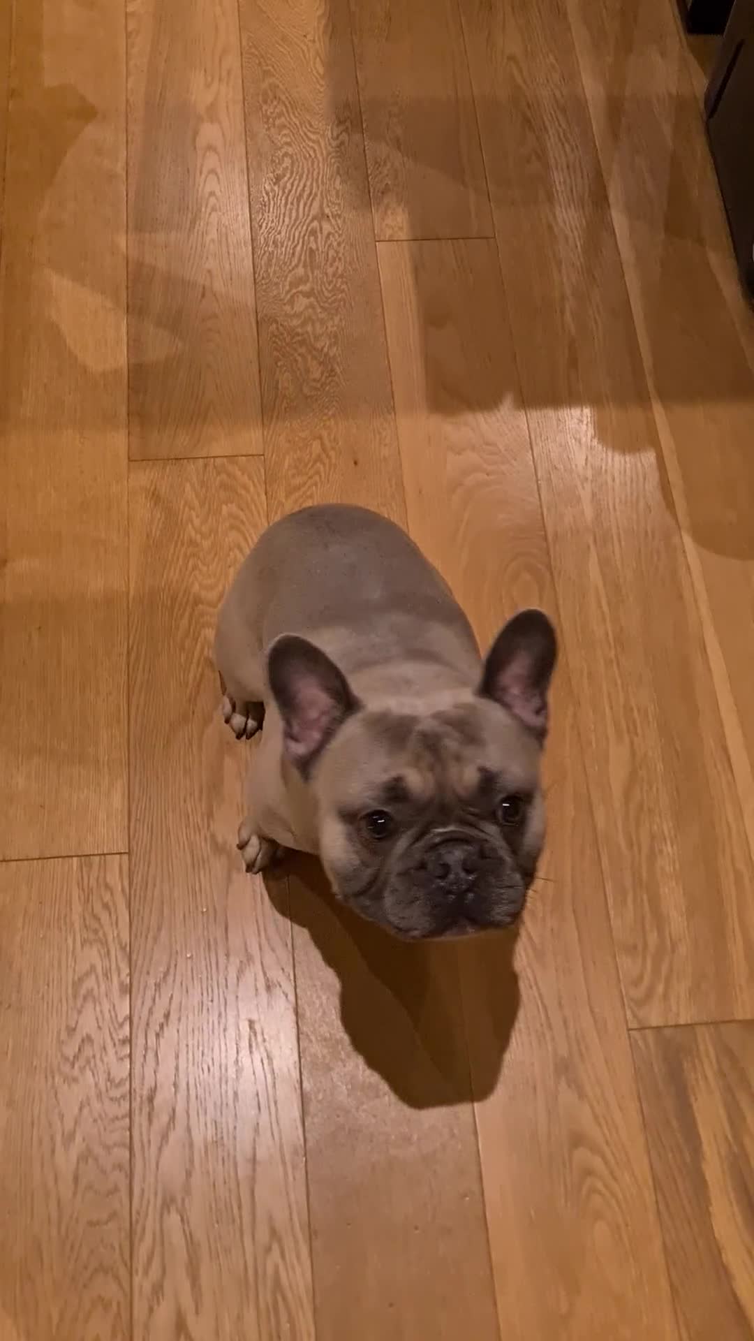 French Bulldog dogs for stud: Pedigree French Bulldog - for stud - Video 1
