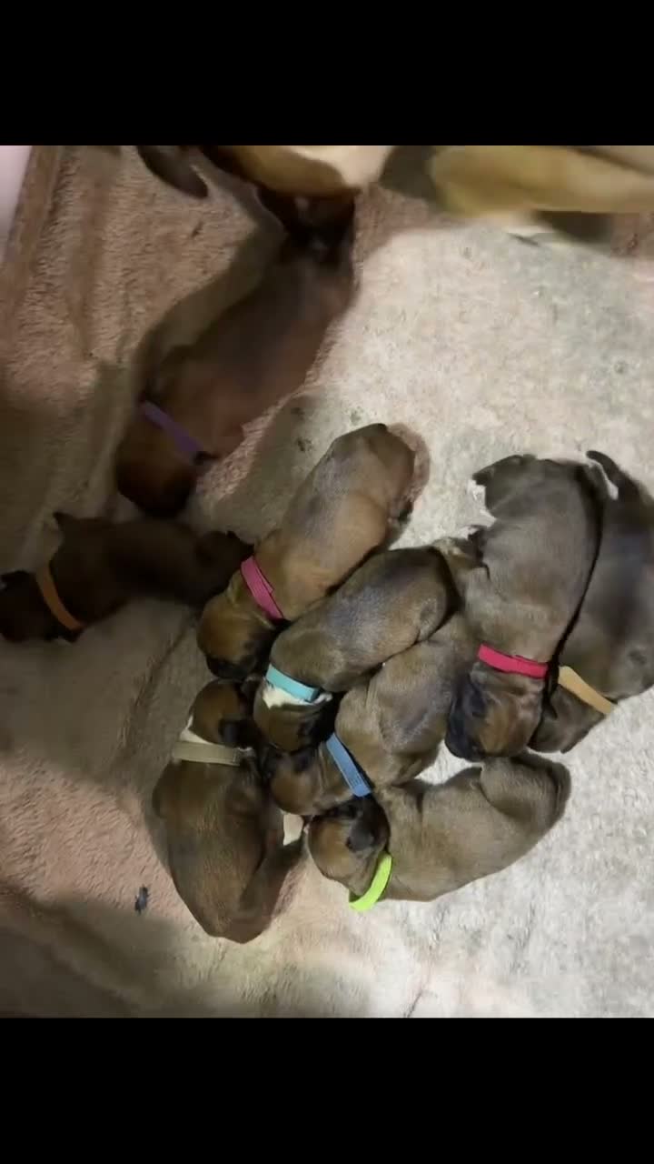 Boxer dogs for sale: Bobtailed boxer puppies  in Billericay - Video 2