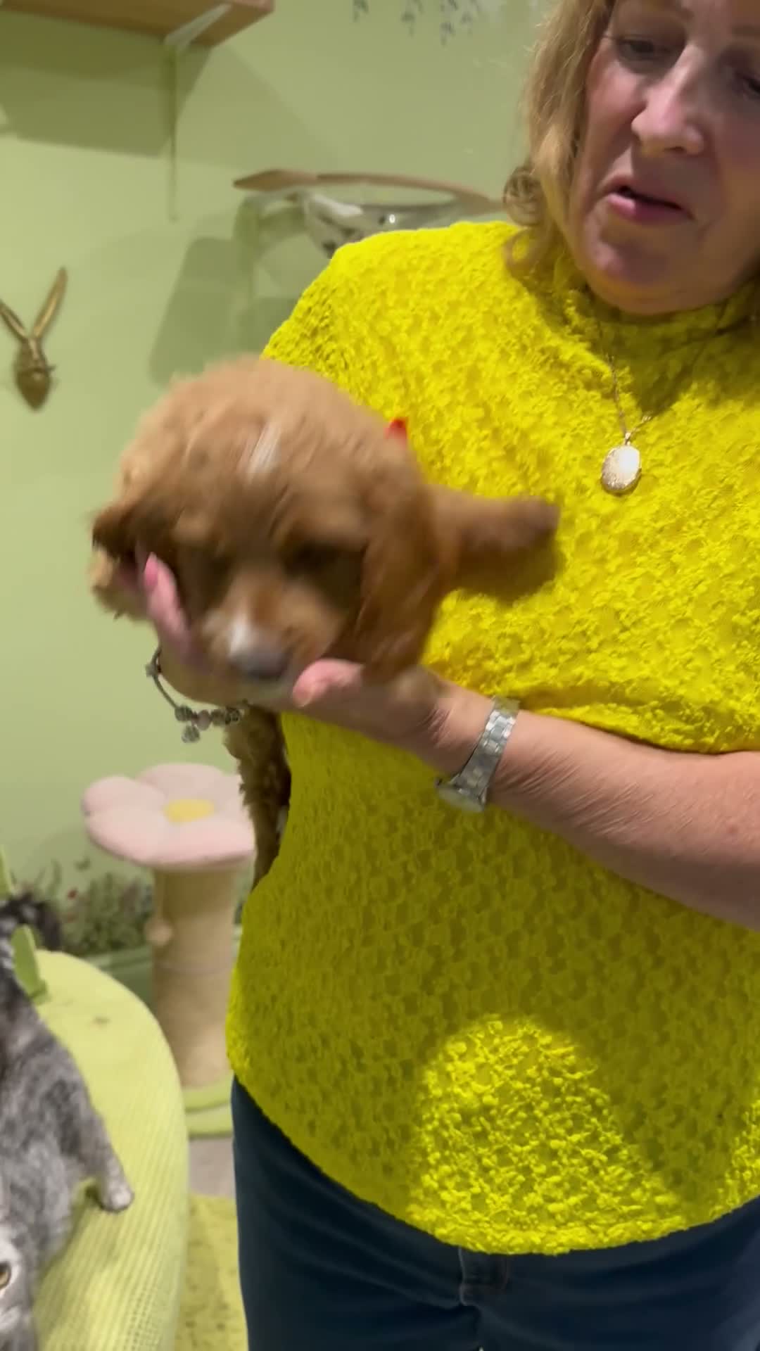 Goldendoodle dogs for sale: Golden doodles F2b L@@k reduced!!  - Video 3