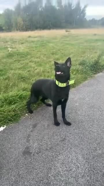 German Shepherd dogs for sale: Girl German shepherd luna - Video 3
