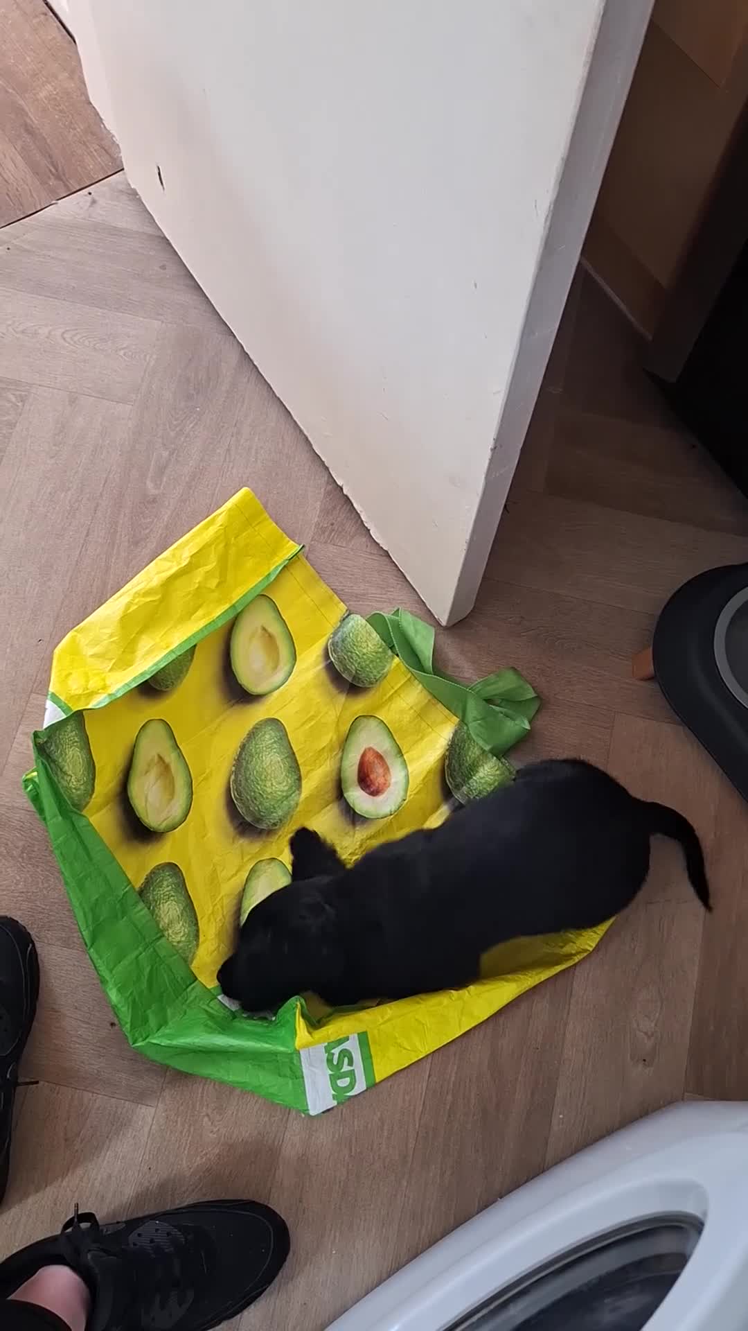 Mixed Breed dogs for sale: Spaniel cross  in Gateshead - Video 1