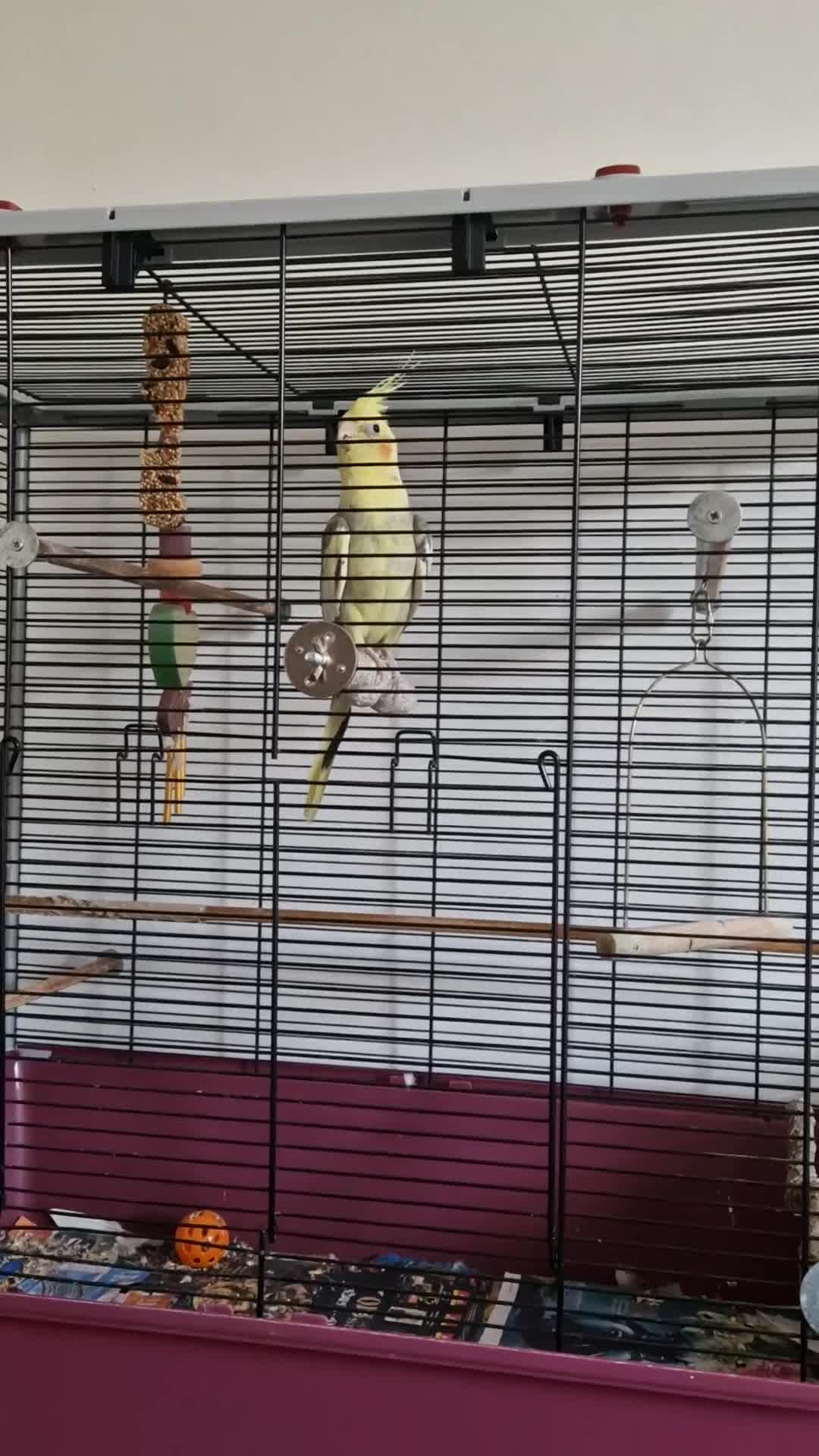 Cockatiels birds for sale: Cockatiel with Cage For Sale🦜✨️ - Video 1