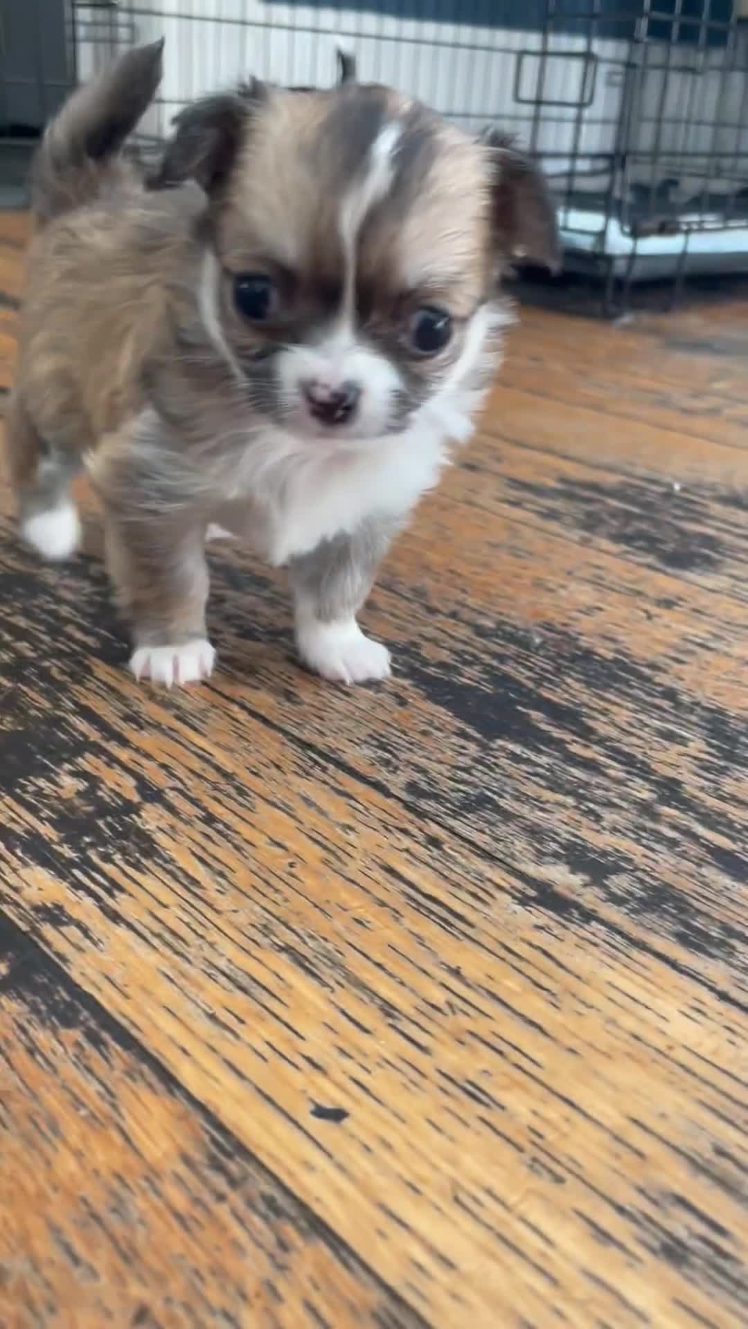Chihuahua dogs for sale: Beautiful fluffy long haired chihuahuas - Video 3