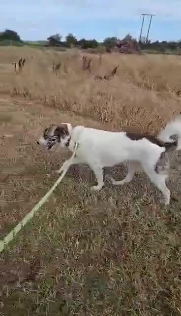 Mixed Breed dogs for adoption: 🌸 FLO - Now is her time to bloom🌸 - Video 1