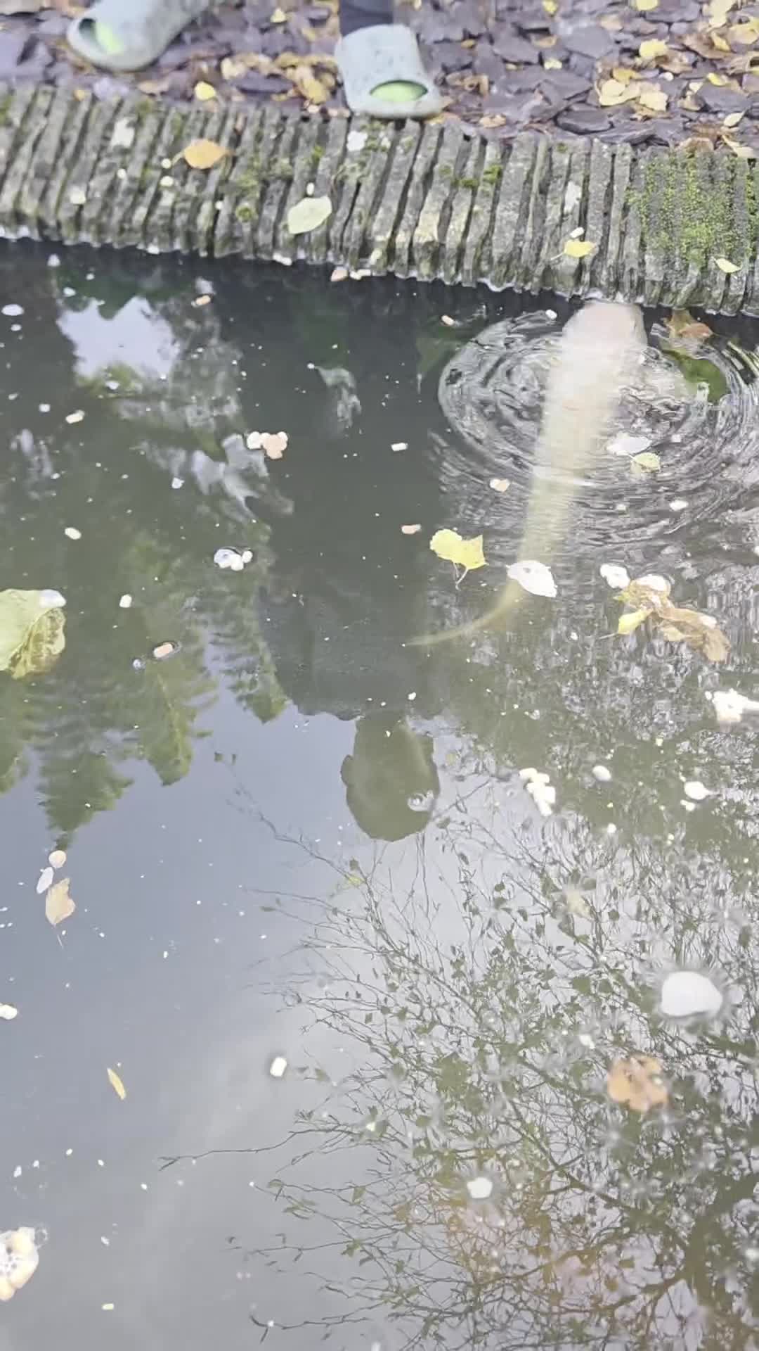 Koi Carp fish for sale: Variety of koi fish size from 35cm to 45 - Video 1