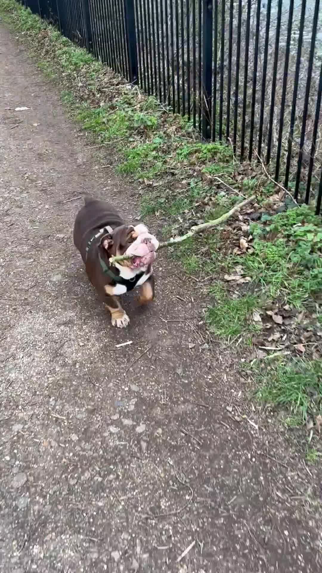 English Bulldog dogs for sale: Lovely British Bulldog - Adult Home only - Video 1