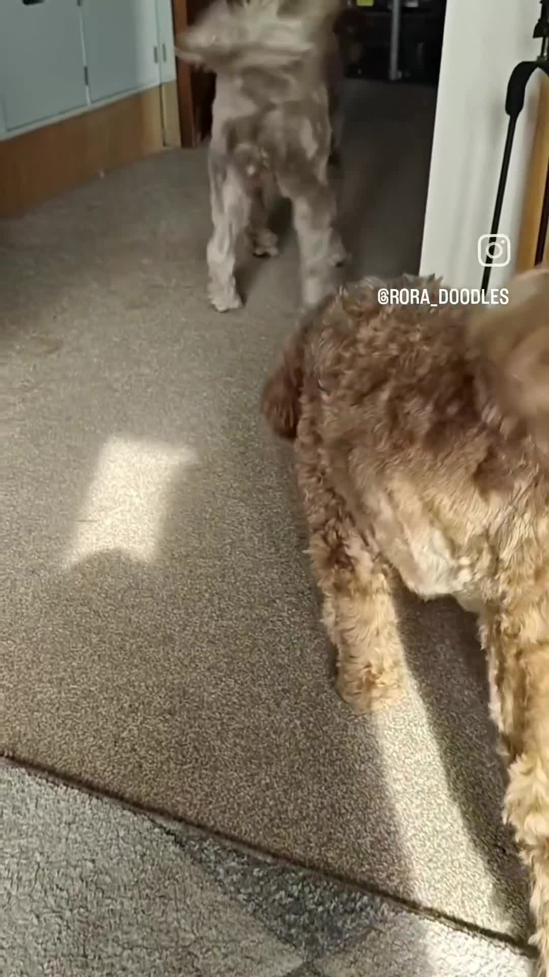 Labradoodle dogs for stud: ✨Proven Australian Labradoodle🌟 - Video 2