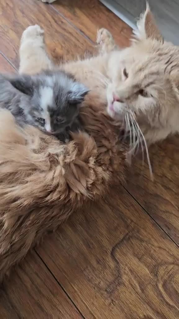 Maine Coon cats for sale: Mainecoon kittens - Video 4